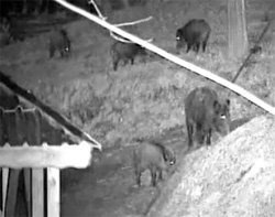 Rize'de Canlı Yayında Domuz Baskını