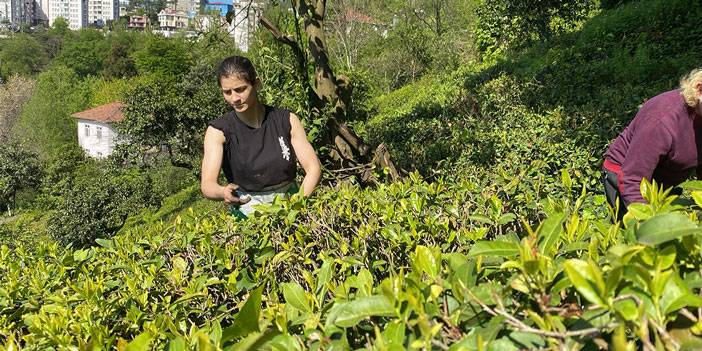 Çay bahçesinden, Dünya Şampiyonası'na