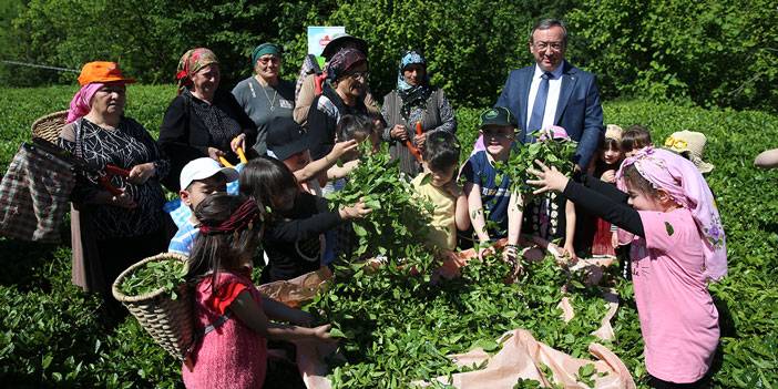 Artvin'de geleneksel çay hasadı etkinliği düzenlendi