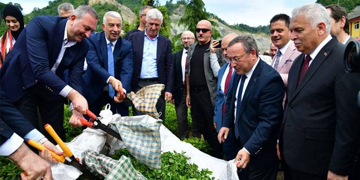 Trabzon'da 2025 yaş çay sezonu kampanyası açıldı