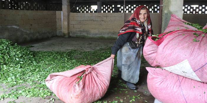 Rize'deki çay bahçelerinde ilk sürgün hasadı yoğunluğu