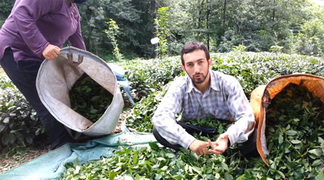 Rizeli Vatandaş Çay Parasına Dikkat Çekmek İçin Bakın Ne Yaptı