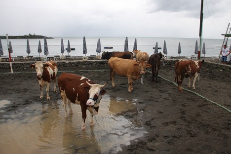 Kurbanlık Hayvanlar Trafik Kazasının Stresini Plajda Attı