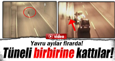 Yavru ayılar tüneli birbirine kattı!