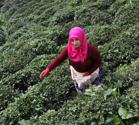 Rizeli Ev Kadını Gürcistan'da Suç Örgütünü Çökertti