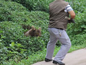 Rize'de Güpegündüz Ayı Paniği