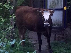 Rize’de Kurbanlar Sahiplerini Yollara Döktü