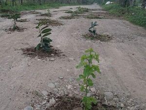 Rize’de İlginç Yol Protestosu