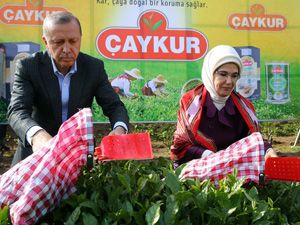 Cumhurbaşkanı Erdoğan, Rize'de Çay Topladı