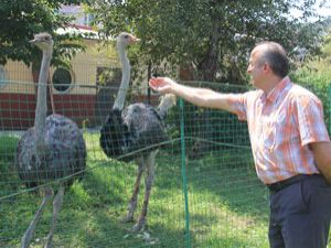 İtfaiye Bahçesinde Deve Kuşu Besliyor