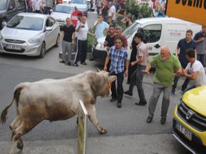 Rize'de Kaçan Boğalar Şehri Birbirine Kattı