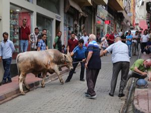Ahırdan kaçan iki boğa trafiği birbirine kattı