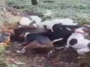 Rize'de Köye İnen Domuz Köpeklere Yem Oldu