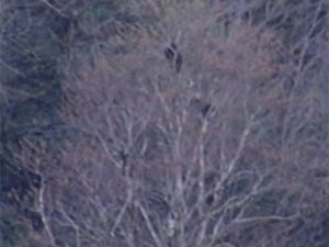 Rize'de Kış Uykusundan Uyanan Boz Ayı Görüntülendi